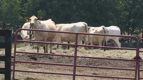 冬季牲畜的饲养