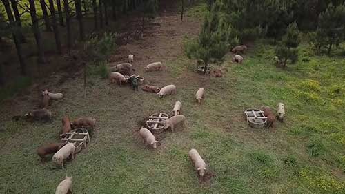 牛的进食和生长