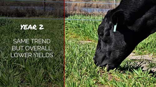 肉牛食用的牧草种类