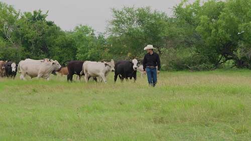 不同饲料喂养的不同肉牛