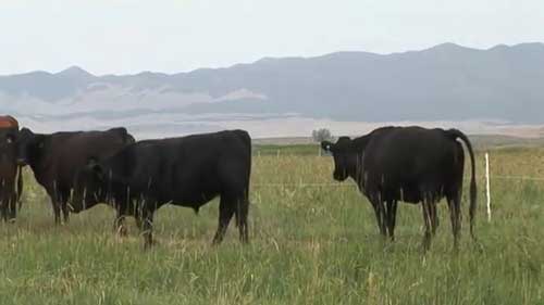 一个牧牛农场的管理