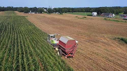 用玉米饲料喂养奶牛
