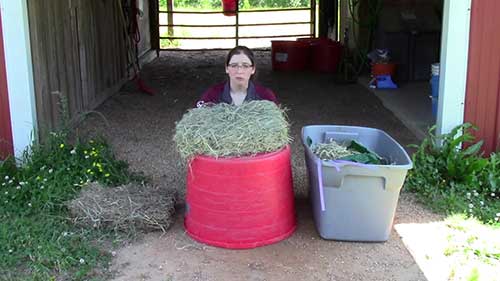 马匹的饲料和喂养