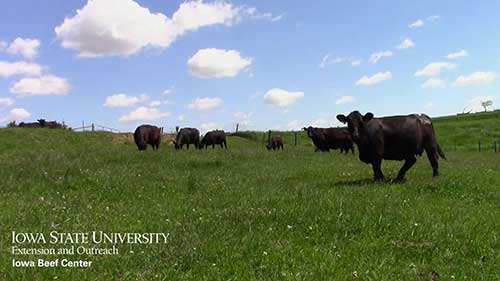 肉牛牧场设施环境的改善