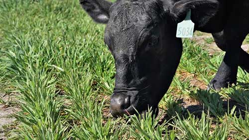 牧牛中饲料的取样和分析