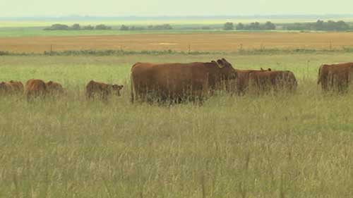 牧场草料的样本分析