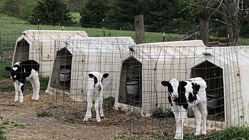 牛的高质干草饲料