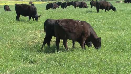 种植黑麦草饲养牛群