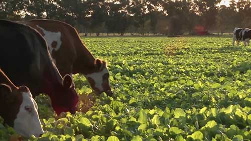奶牛的作物饲料