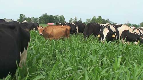 可做家牛饲料的一年生牧草