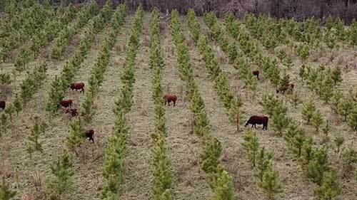 牛群的循环放牧