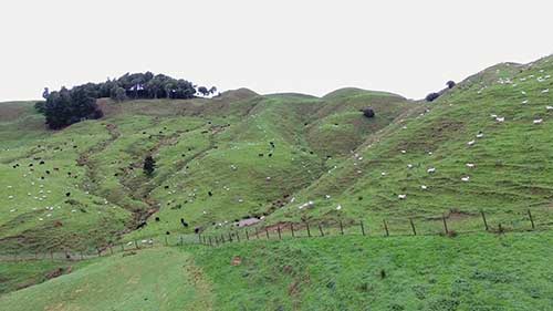 一座绵羊农场的经营