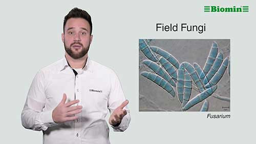 动物饲料中的真菌毒素