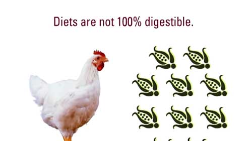 家禽饲料中的酶