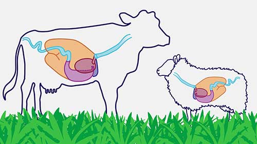 反刍动物的营养获取