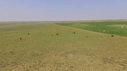 家牛饲料中的营养物质