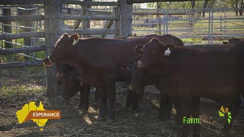 营养对奶牛生殖的影响