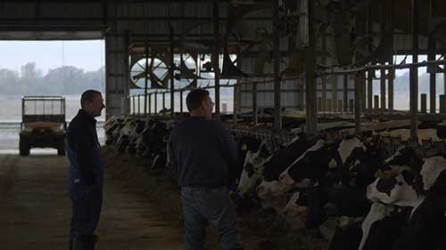 奶牛的平衡营养