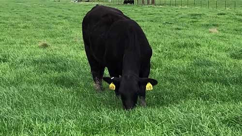 孕期肉牛营养的重要性