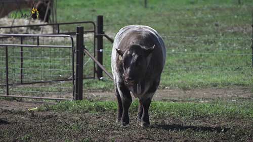 营养对家牛繁殖的作用
