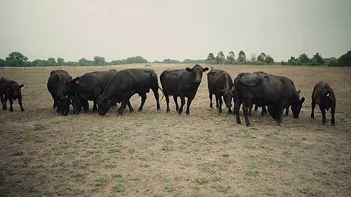 干旱时期奶牛的饲料和营养