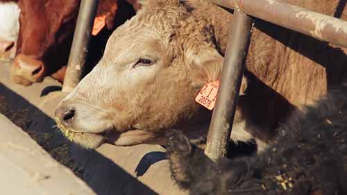 牛的饮食和营养