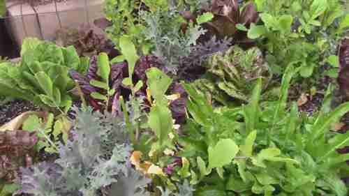 有效的天然有机农药