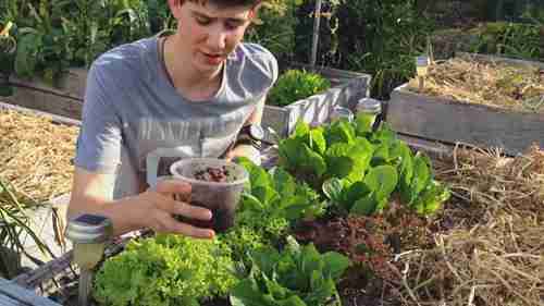 菜园中有机蛞蝓和蜗牛的防治