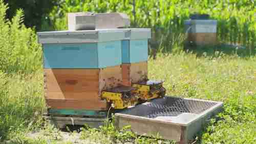 杀虫剂和环境的关系