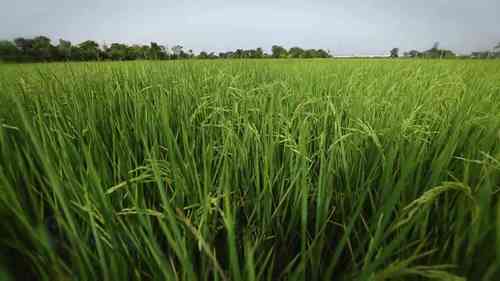 接触农药对健康的影响