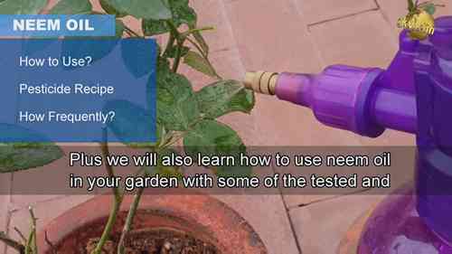 印楝油在园艺中的运用