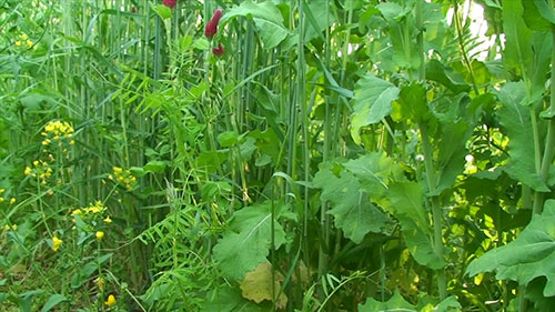 用微生物对抗植物疾病