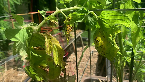 常见的番茄病害