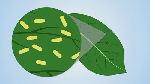 植物细菌性病害