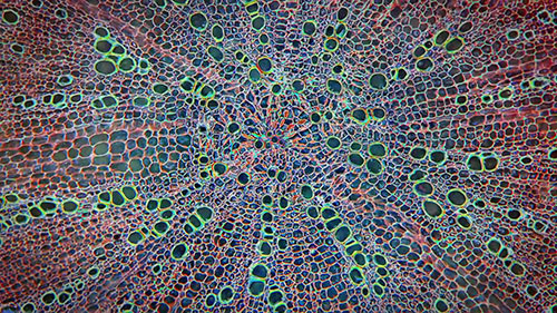 植物病理学和农业可持续发展