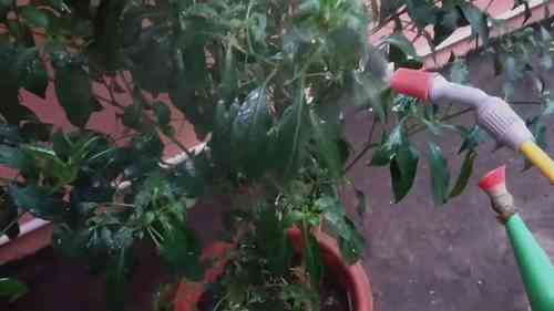 蔬菜卷叶病的鉴别和防治