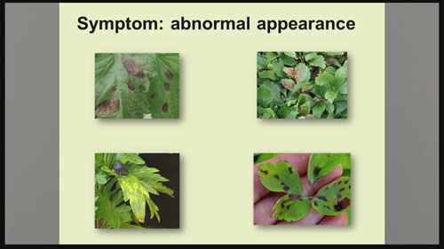 如何诊断植物生长中的问题
