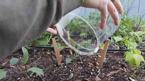 5种简单的植物保护技巧