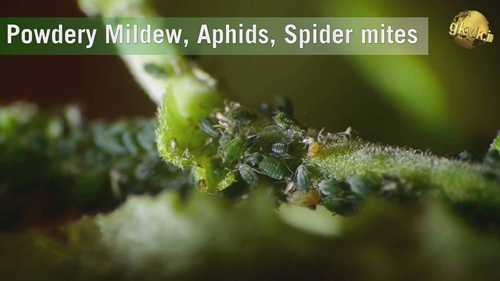 小苏打在园艺中的应用