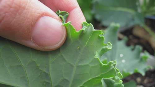 哪些害虫在吃我的植物