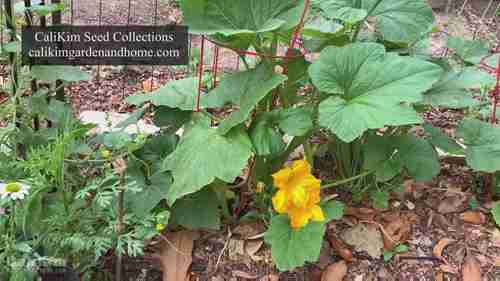 有机的害虫防治喷雾剂