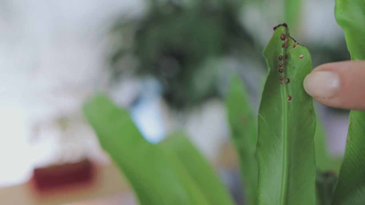如何清除室内植物表面的害虫