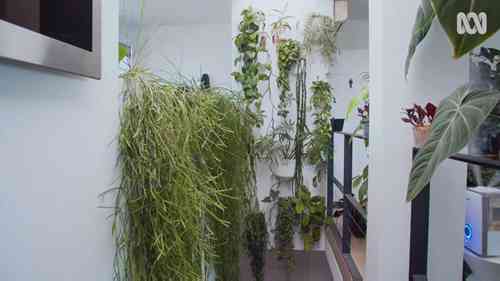 如何防治室内植物的病虫害