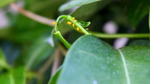 用家用杀虫剂祛除蚜虫