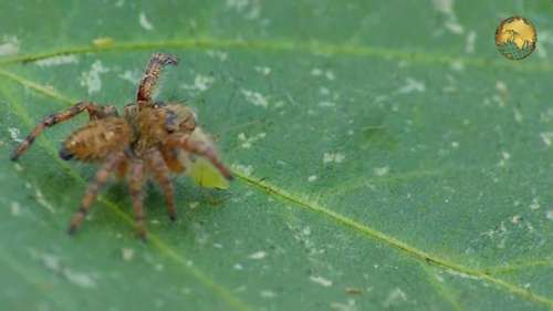 花园里有益的昆虫