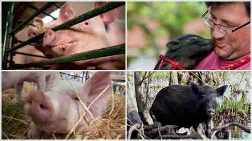 非洲猪瘟的防治