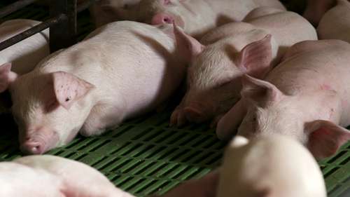 一位明星养猪户，Leon Sheets