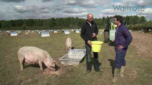 一座肉猪养殖场