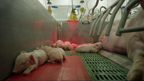 养猪场通风系统