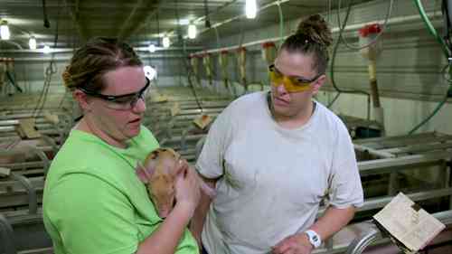 现代化的Maschhoffs养猪场